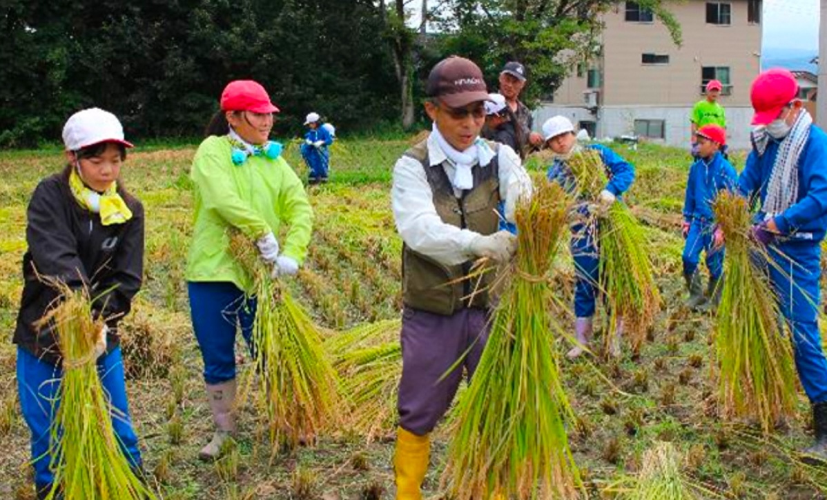 写真：体操服を着た小学生達が野原で虫取りをしている様子